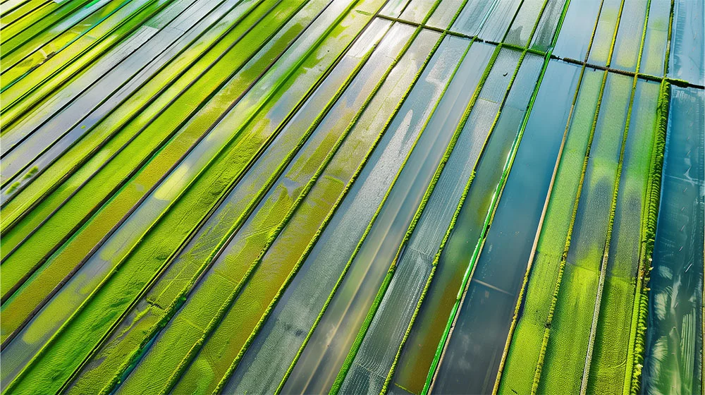 Overhead view of long algae raceway ponds and channels.