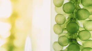 Microalgae cells forming a bead-like chain under a microscope.